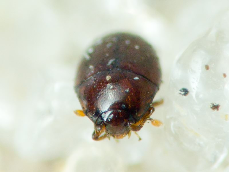 Acritus minutus (Herbst, 1791)